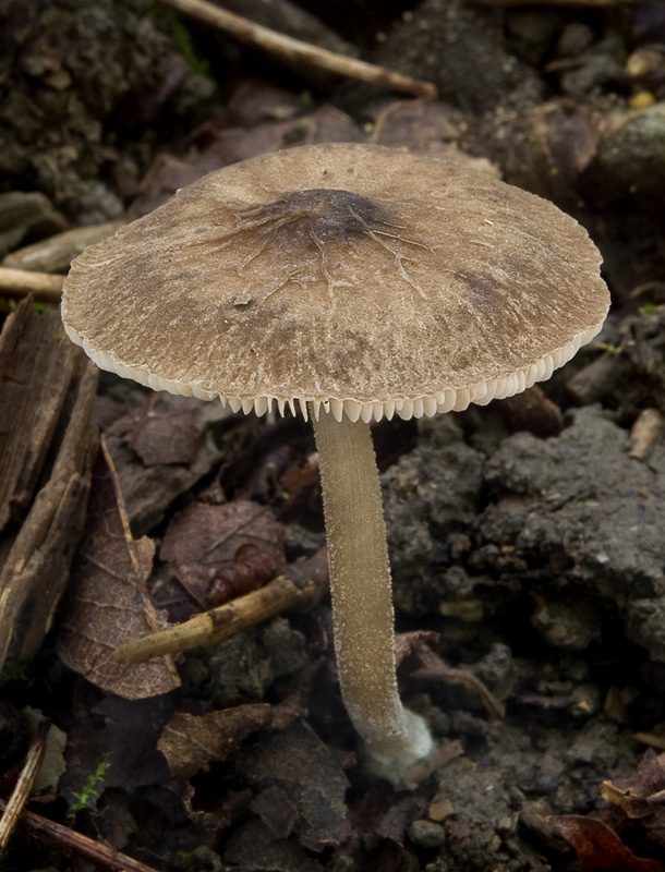 Pluteus thomsonii